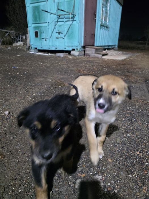 Отдам двух прелестных щенят