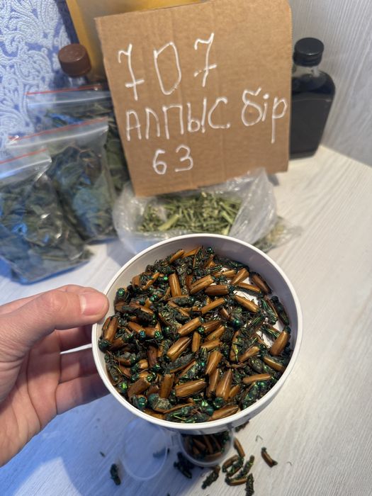 Алтын коныз маайский жук