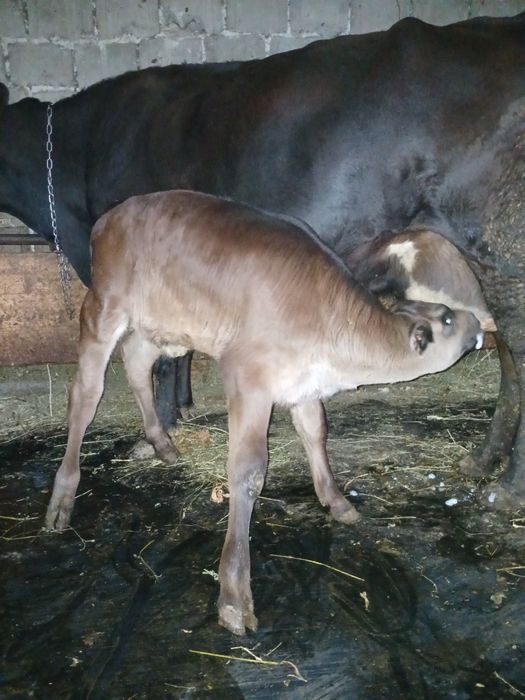 Vând tauras si vitea