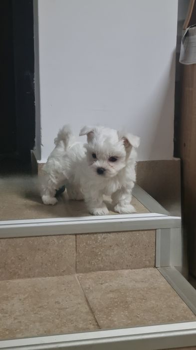 Bhison maltez minytoi