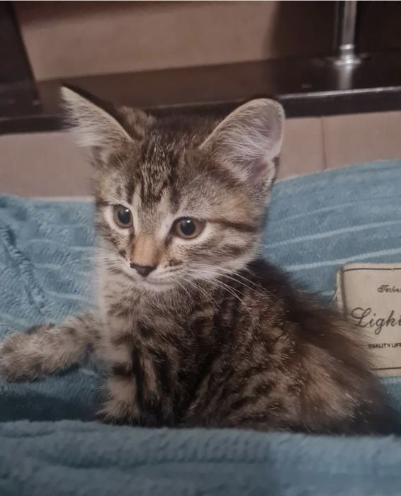 Котенок девочка майкудук