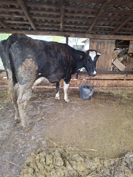 Vând vaca si taur de tăiat