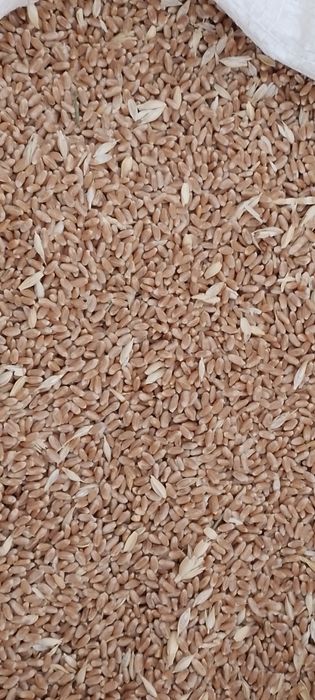 Бугдой месний.копланган 10 тонна .3500 булиши