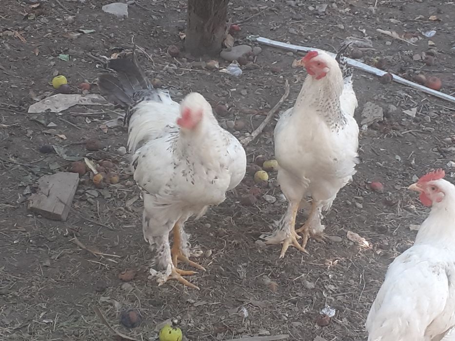 Cocos de rasa 100 Ron/buc.