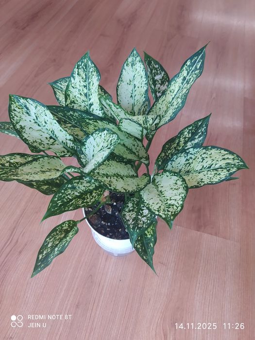 Аглоанема Вайт киви