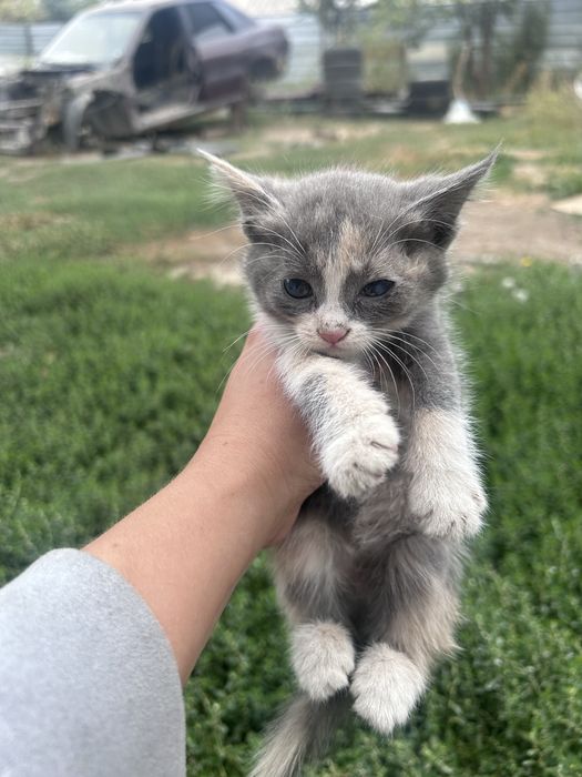 Отдам котят в добрые руки