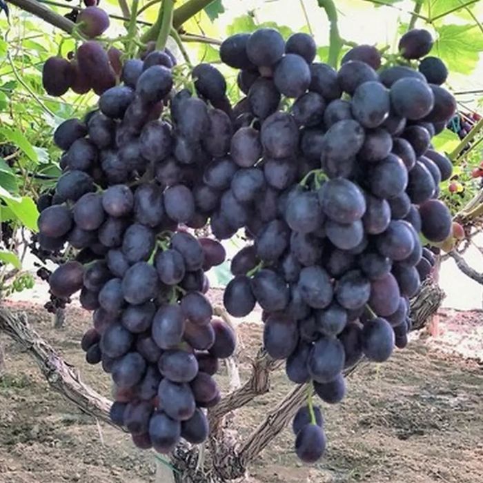 Vita de vie altoita nobila soiri de masa negre