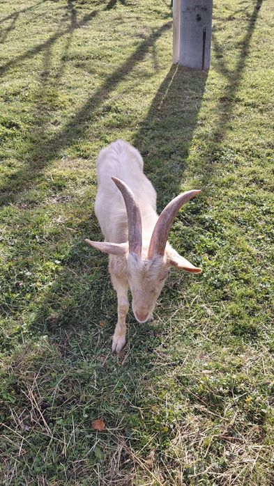 Vand țap Zanen de anul acesta