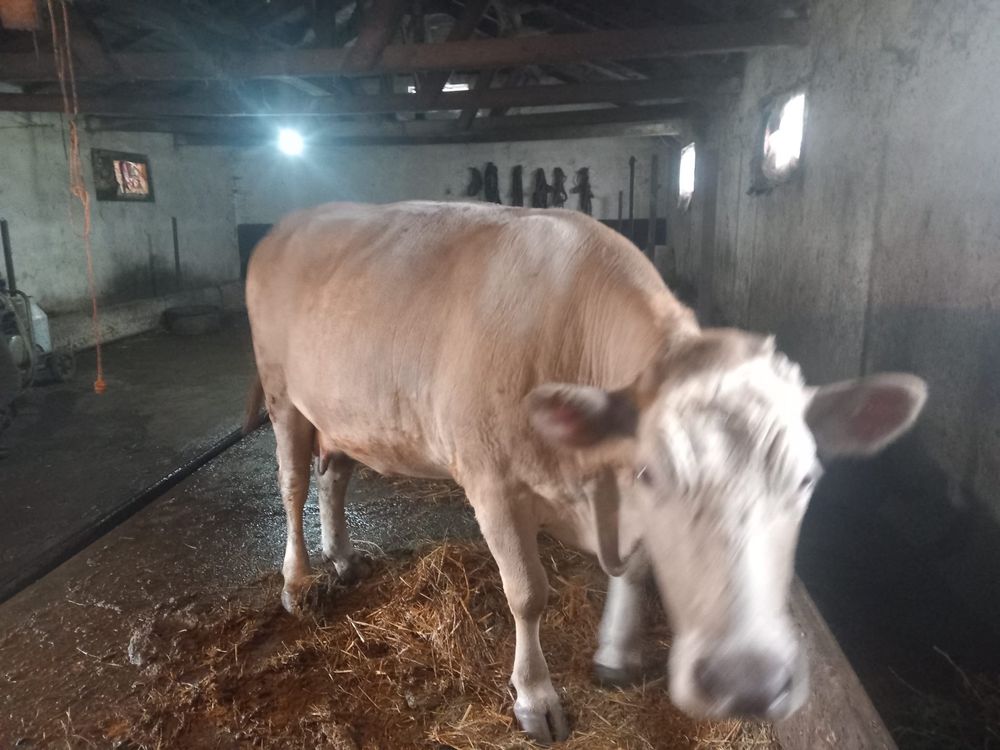 Vand Vaca Charolais