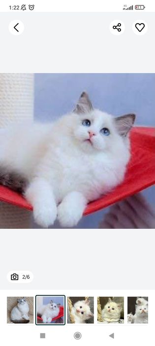 Regdol mushukchalar sotiladi 2 oylik