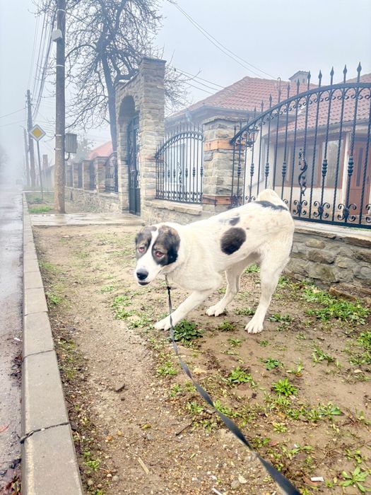 Алабай чистокръвна женска