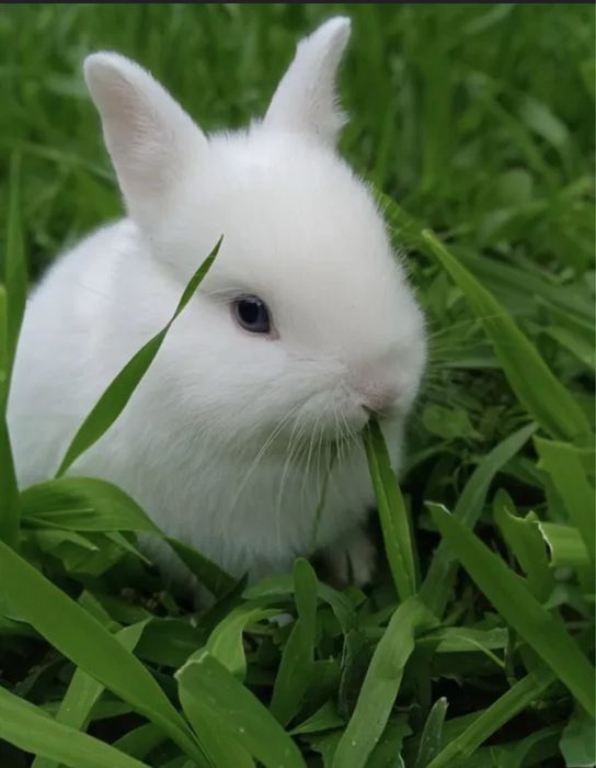 Продам декоротивного кролика