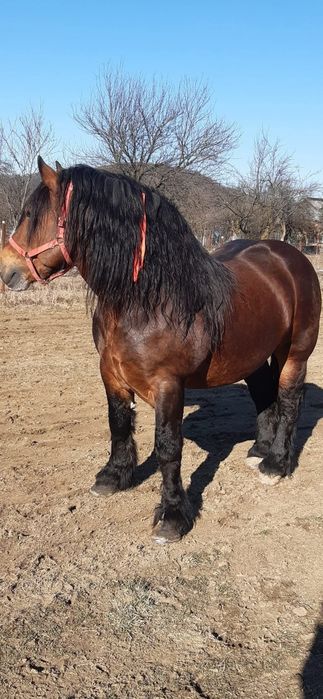 Vând Armăsar Polonez