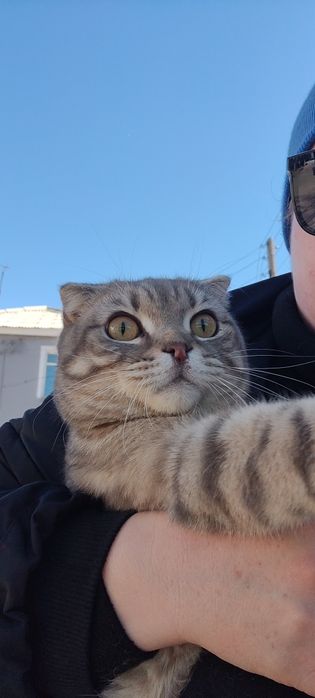 Вислоухий Шотландский Кот ищет семью