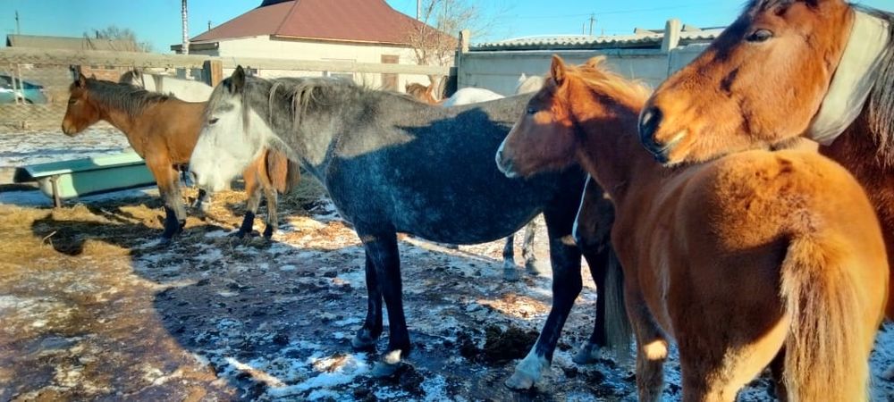 Продам двух  кабыл с жеребятоми