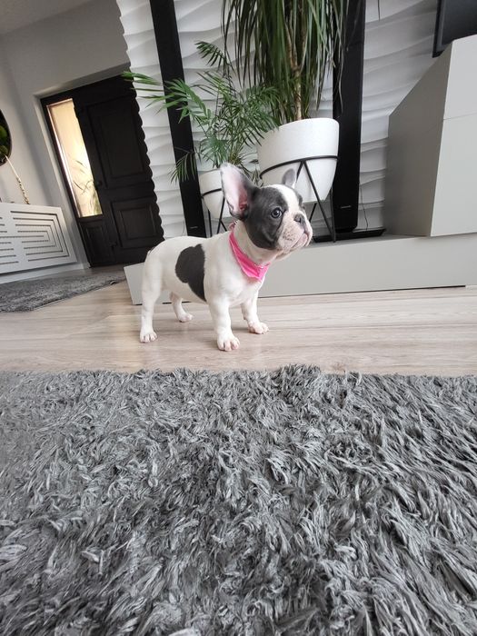Bulldog francez blue pied