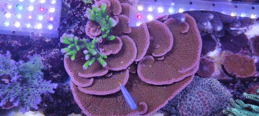 Живой морской коралл