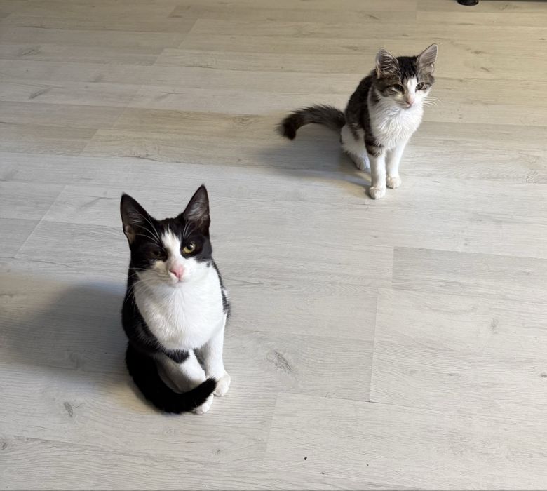 Adoptie Pisicute superbe
