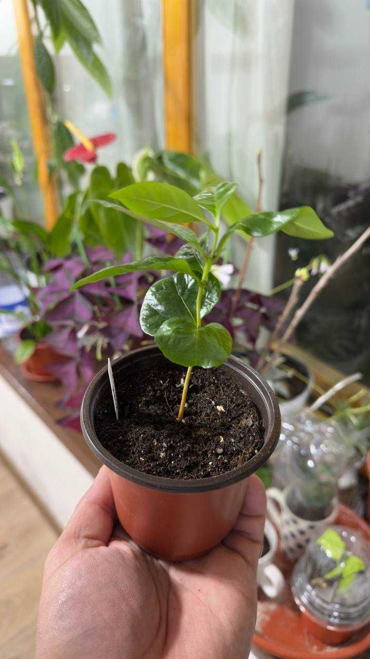 Саженец Кофе Арабика, Кофейное дерево Coffee Arabica
