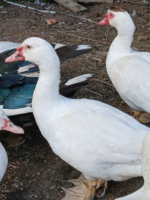 Vând rațe mute rasă mare