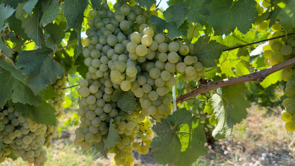 Struguri de Vanzare - De Vin sau de Masa - de la PRODUCATOR