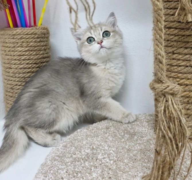 Британские и шотландские котята