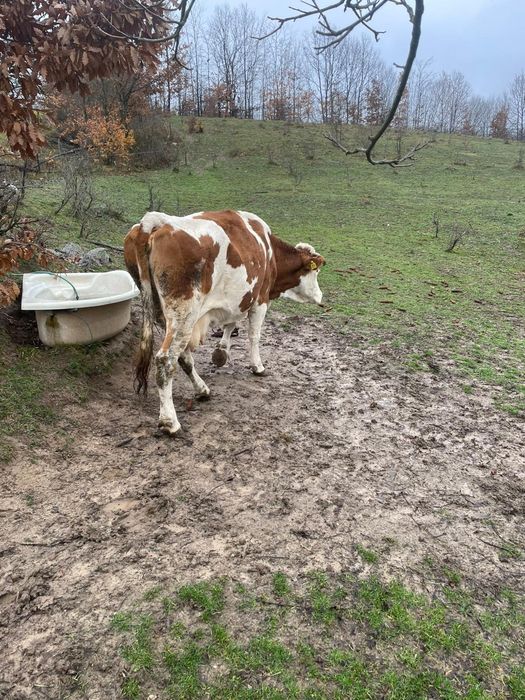 Vaca de vânzare!!!