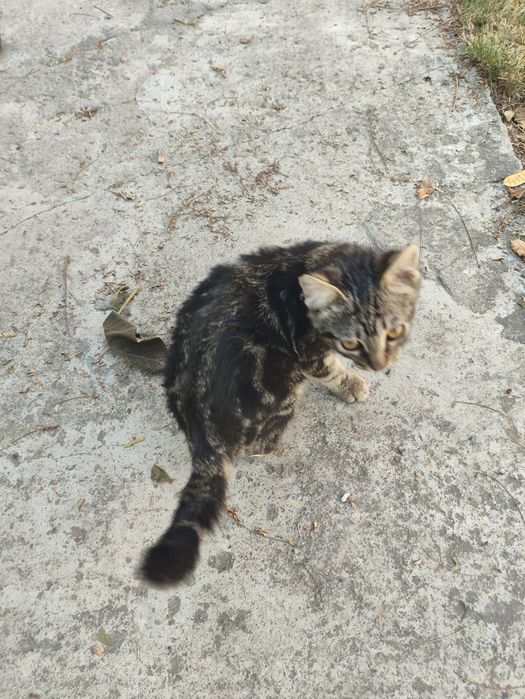 Продается котенок (помесь с бенгалом)