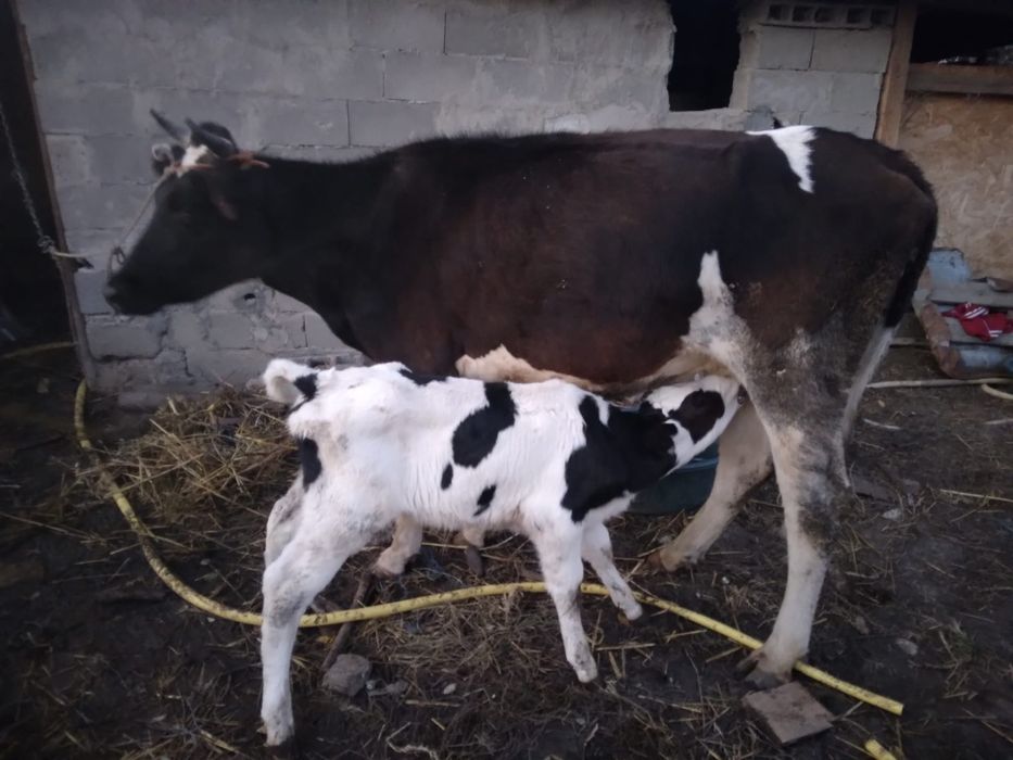 Vaca prima fătare cu vițel de 3 săptămâni