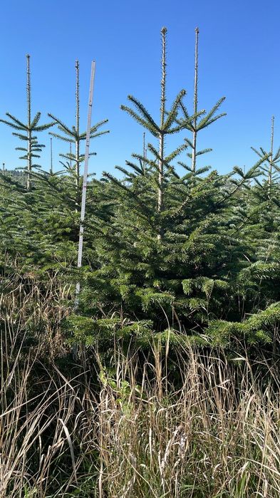 Brazi arginți și verzi