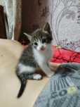 Отдам котят бесплатно