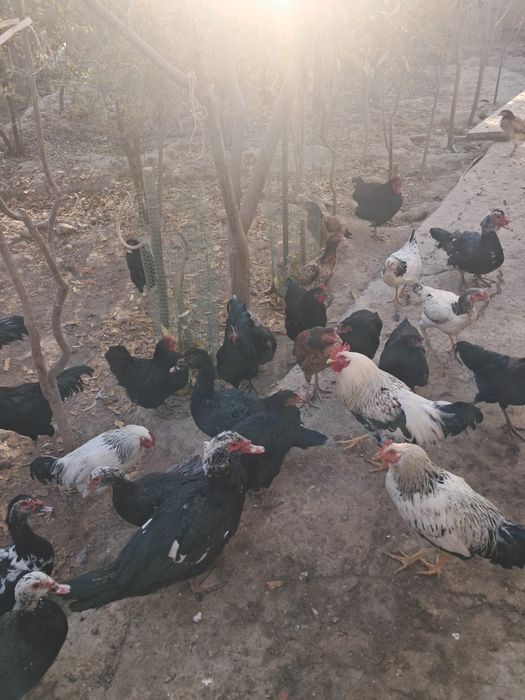 Qor shaxzoda, indoutka, dakanlar