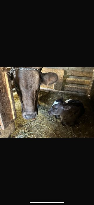 Vand vaca la a 2 a fatare, in 4 luni si tauras