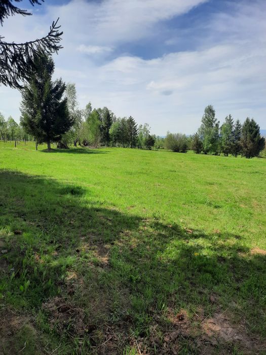 Vand teren extravilan Dealu Negru