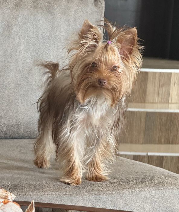 Мини йоркширски териер