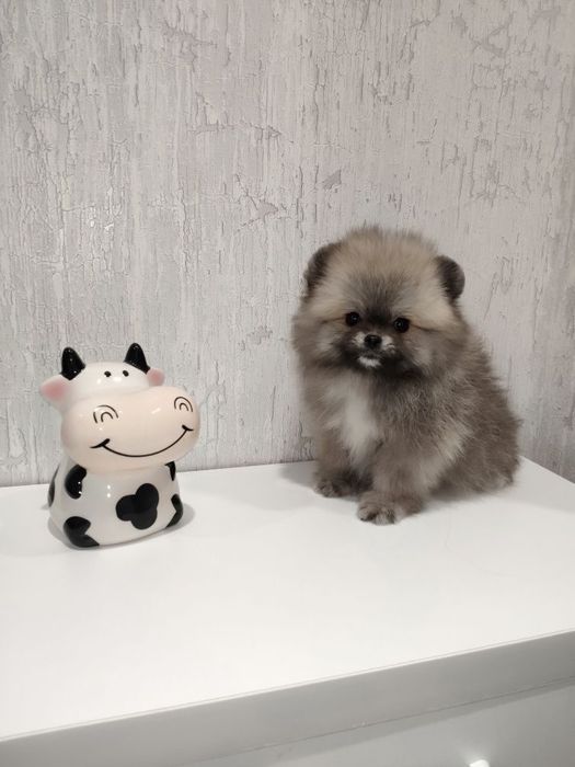 Щенки шпиц мини мальчики