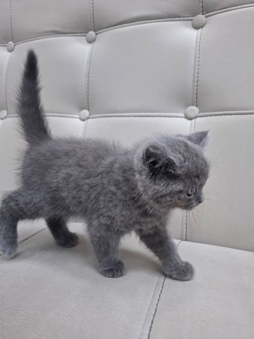 Scottish Fold britan 2 ayliq