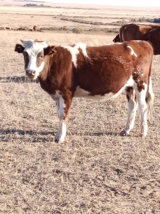 2 жылдық қашар сатылады