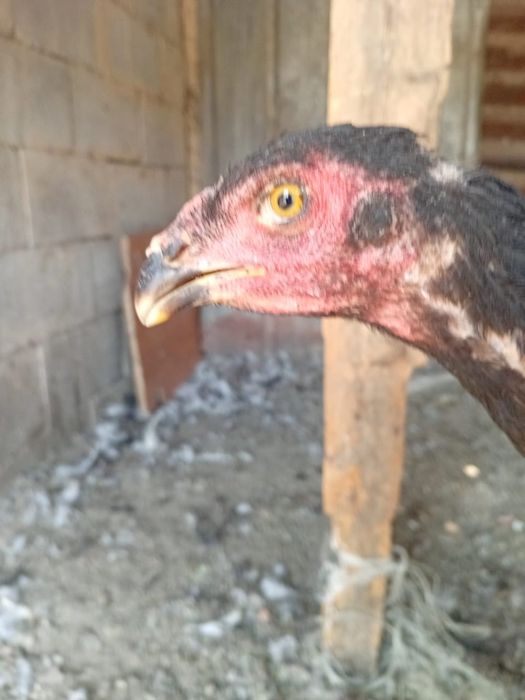 Продам курицу даканиху обмен интересует