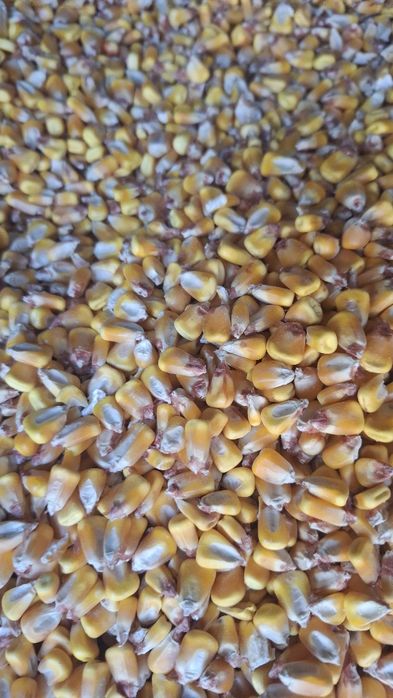 Porunb boabe de vanzare