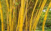 Сотладиган бамбук бор