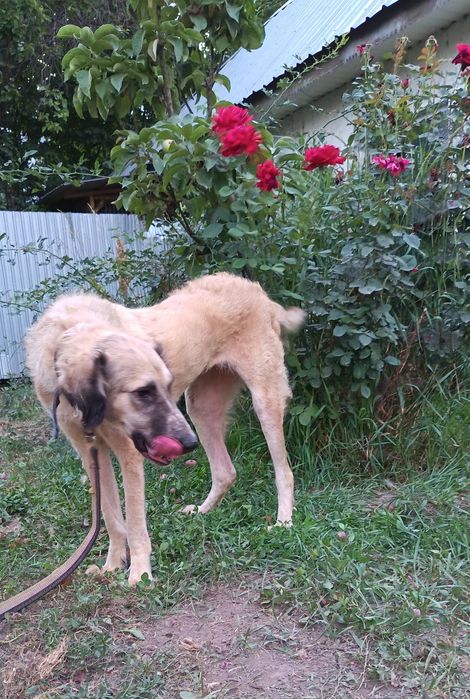 Собачки ЖдУт ЛюБяЩих ХоЗяев