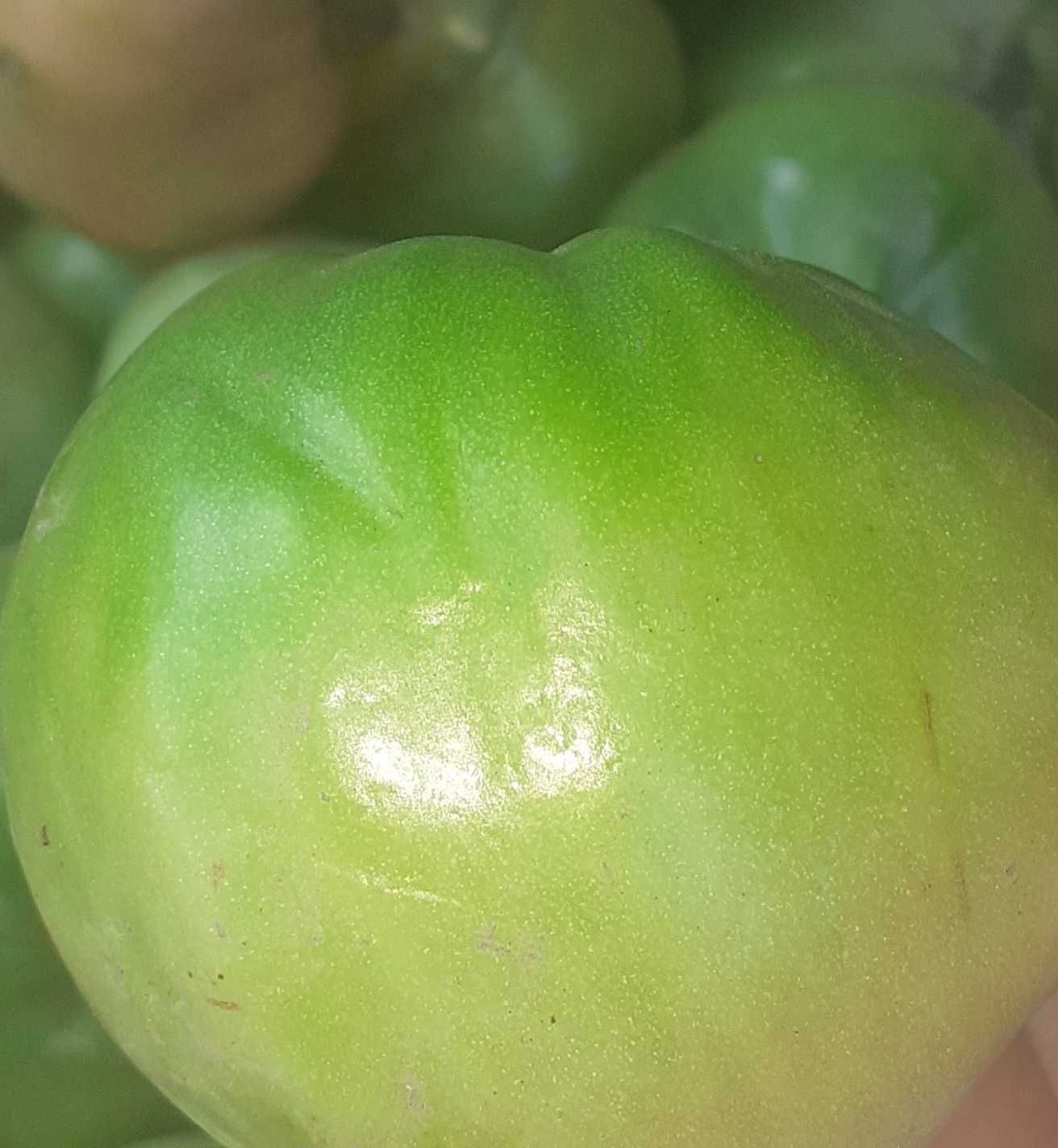 Продам зелёные помидоры хороше качество Цена 250-450  тенге
