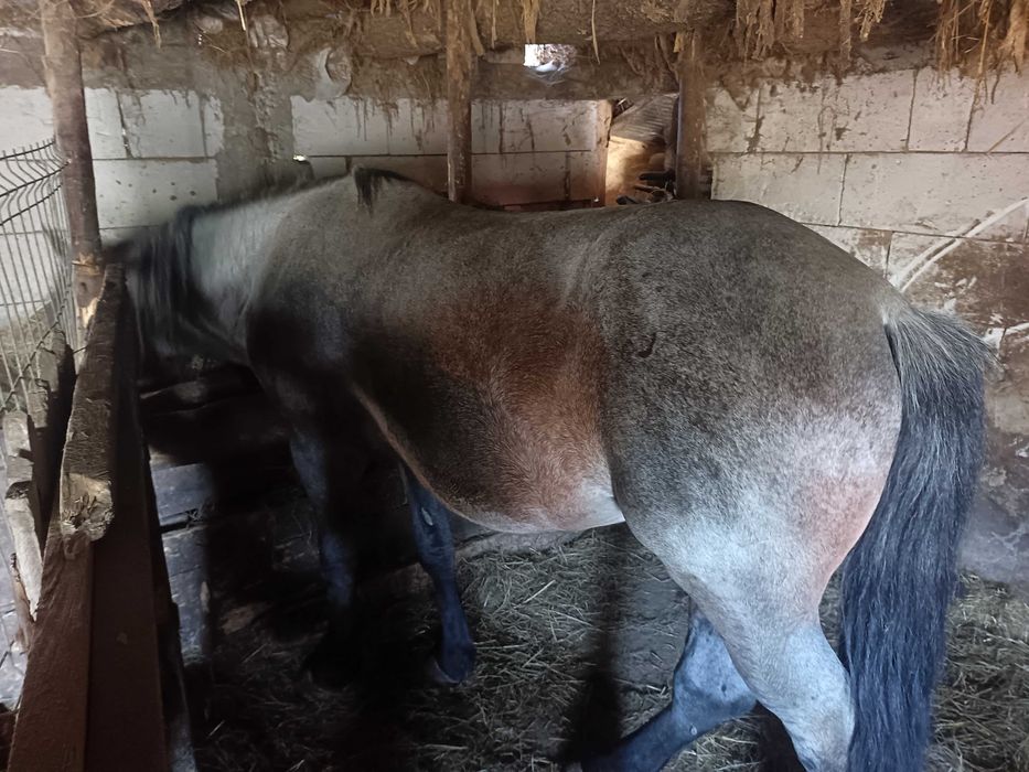 Vând armăsar 4 ani garantat la căruță la orice...