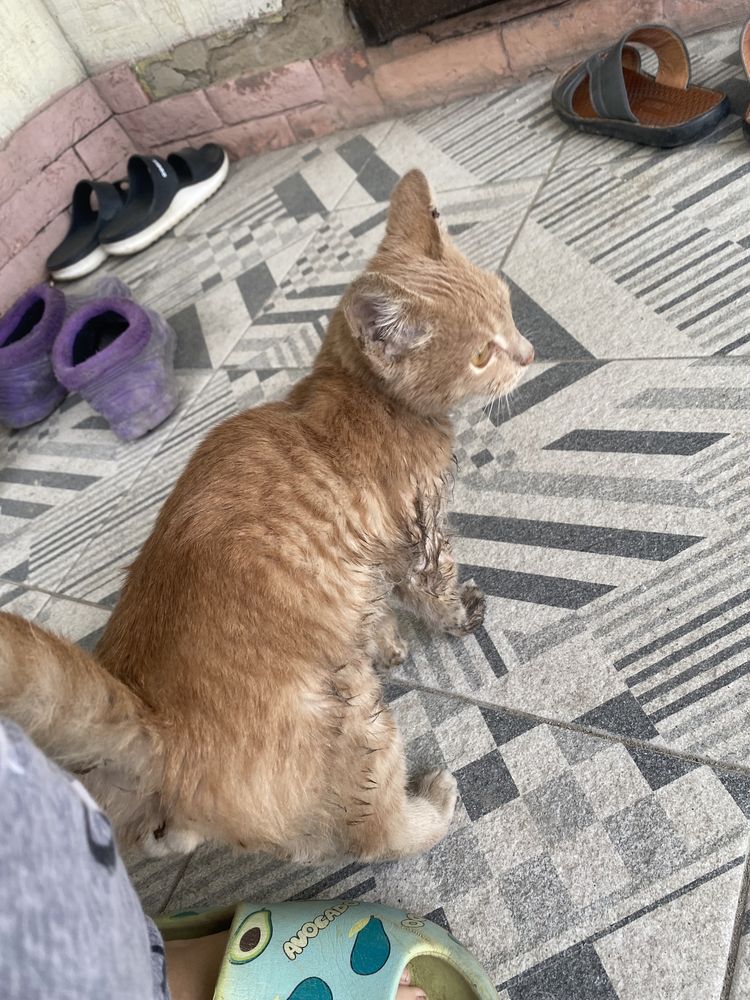 Бездомный Котенок Помощь животному