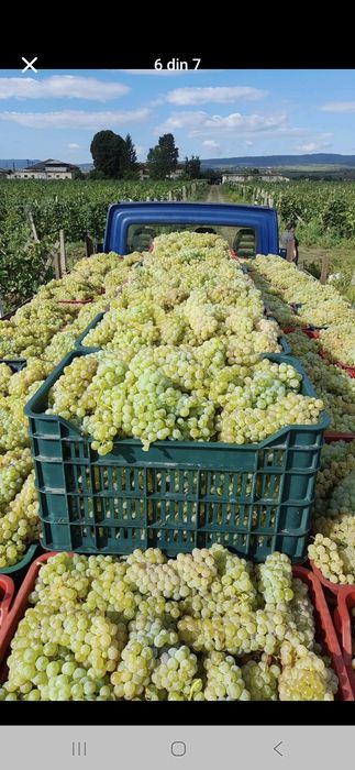 Producător vănd struguri de vin alb și negru