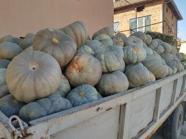 Тикви Самсон перфектно качество