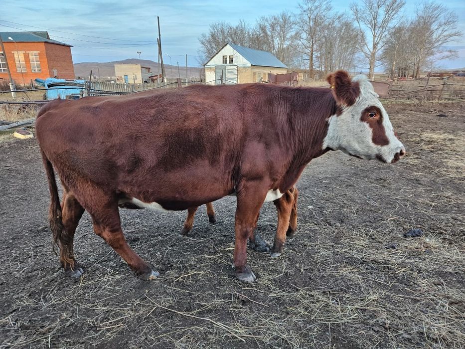 Крс, полукровка герефорд