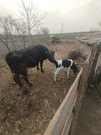 Vaca de ținut cu vitea langa ia