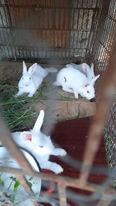 ‼️Vând iepurași 3 bucati 250 lei toți.